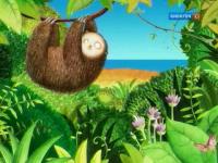 Знаете ли вы что?.. - Трёхпалый ленивец