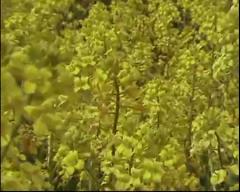 Джеймс Ласт - Одинокий пастух