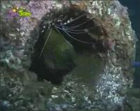 На дне моря - Муреновый угорь