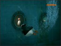 Пингвины из Мадагаскара - 52: Пингвин и Тупик