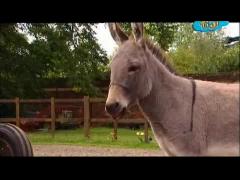 Большая ферма - С дгём рождения Деш