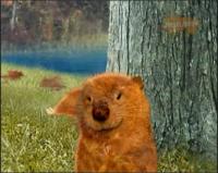 Чудо Зверята - Спасти Бобра!